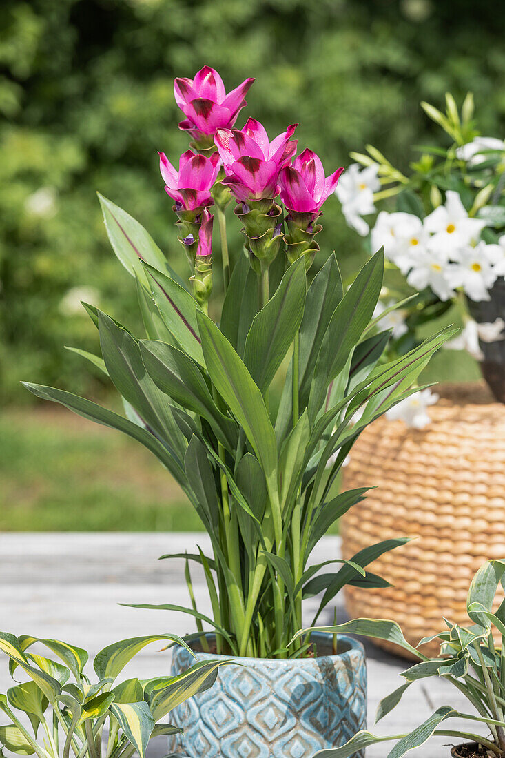 Curcuma alismatifolia