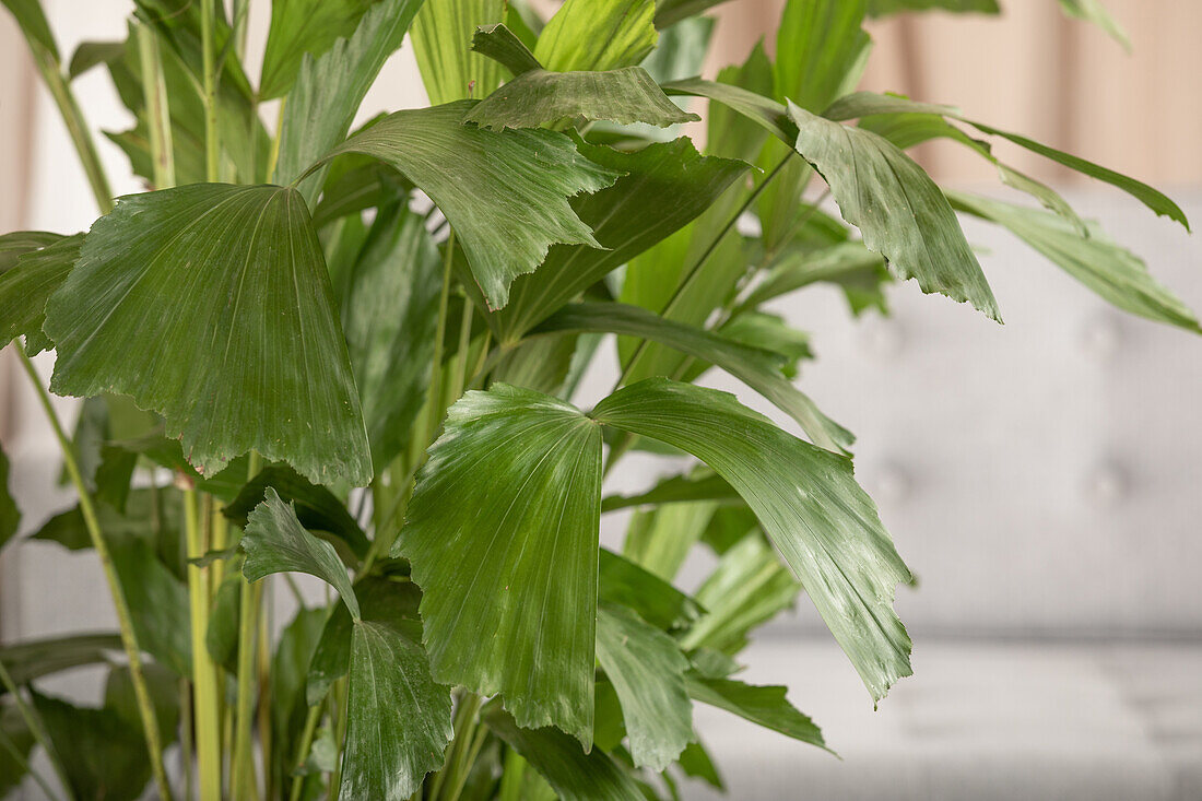 Caryota mitis