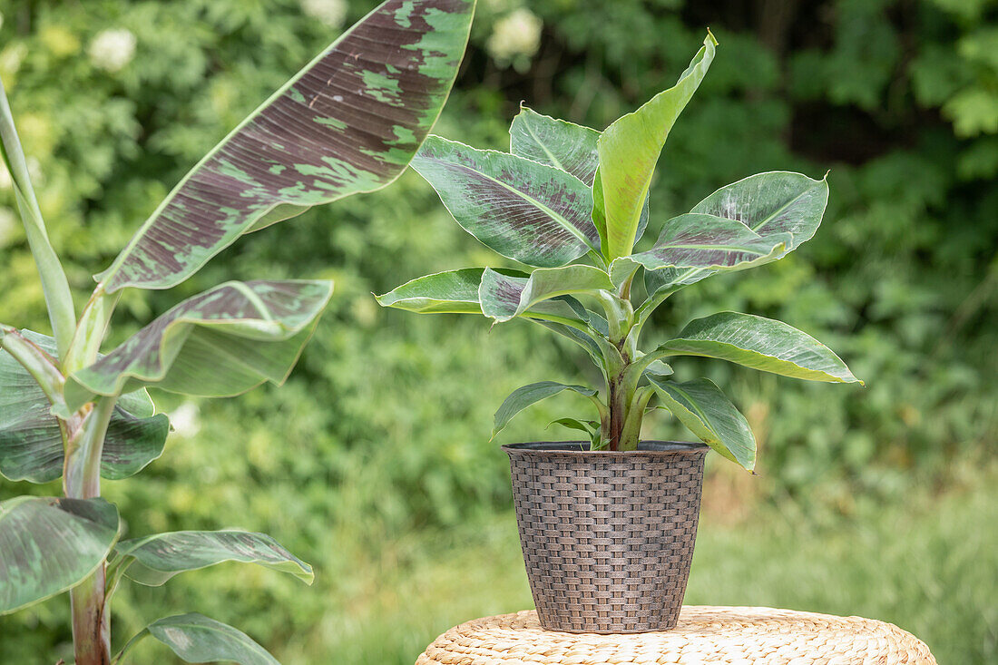 Musa acuminata