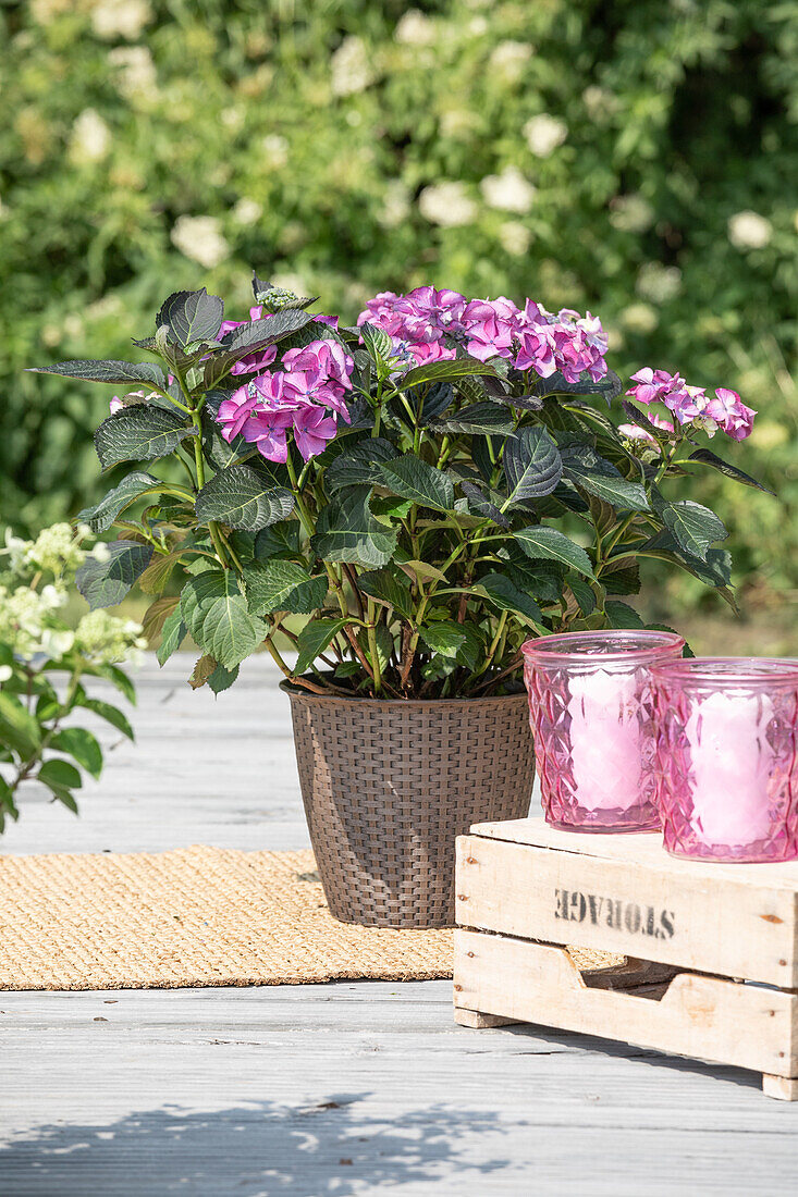 Hydrangea macrophylla 'Deep Purple'