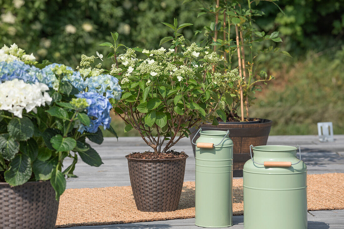 Hydrangea paniculata 'Prim White'®