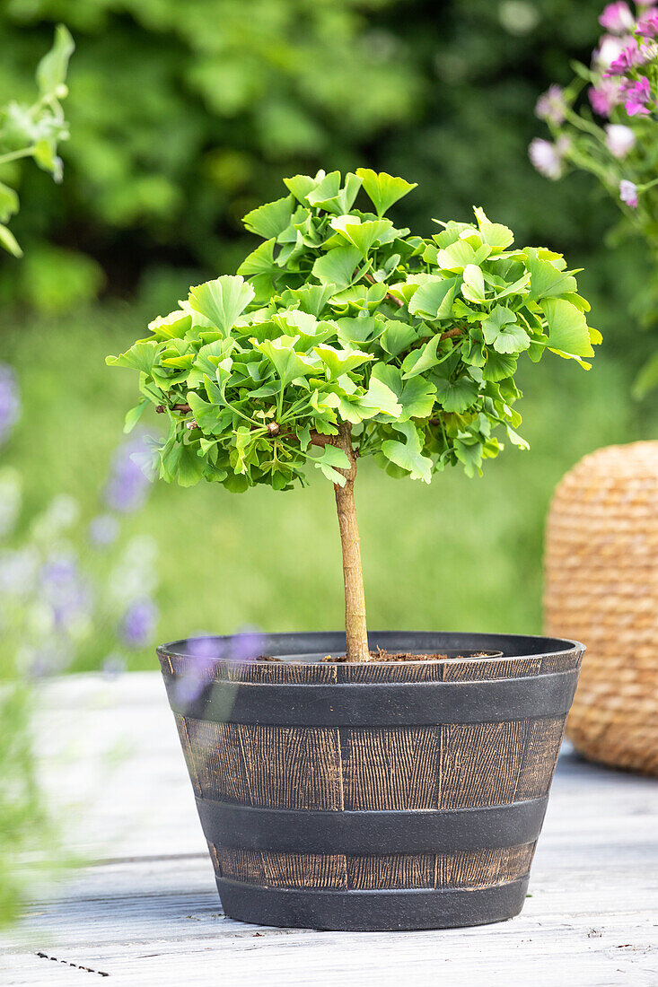 Ginkgo biloba, stem