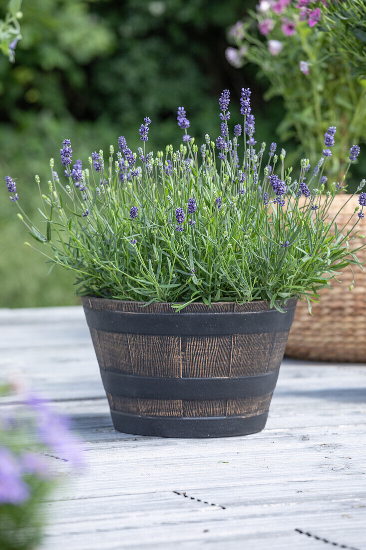 Lavandula angustifolia