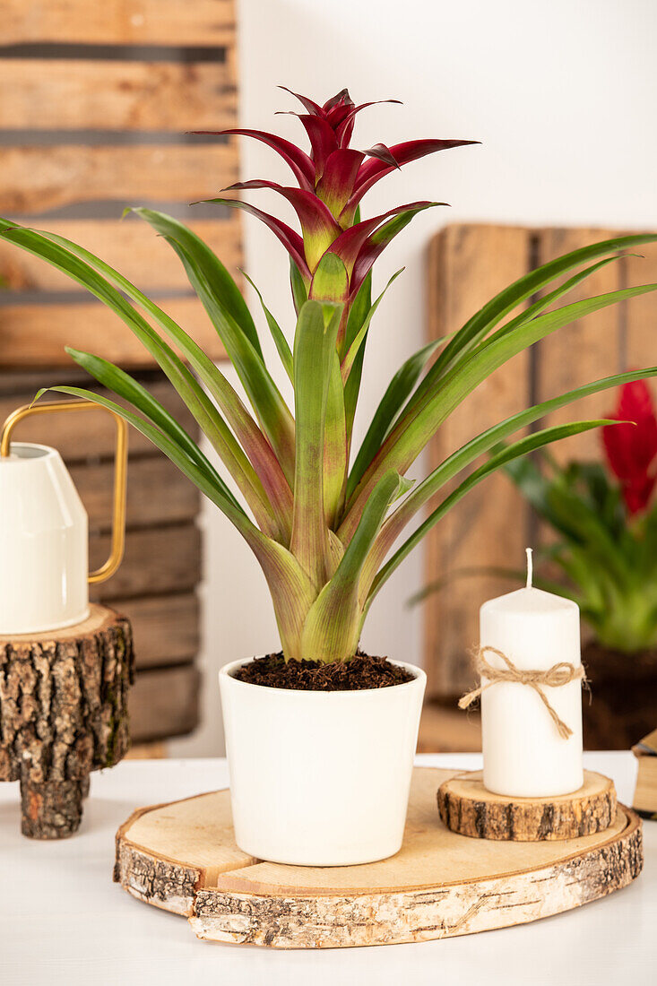 Guzmania, rot