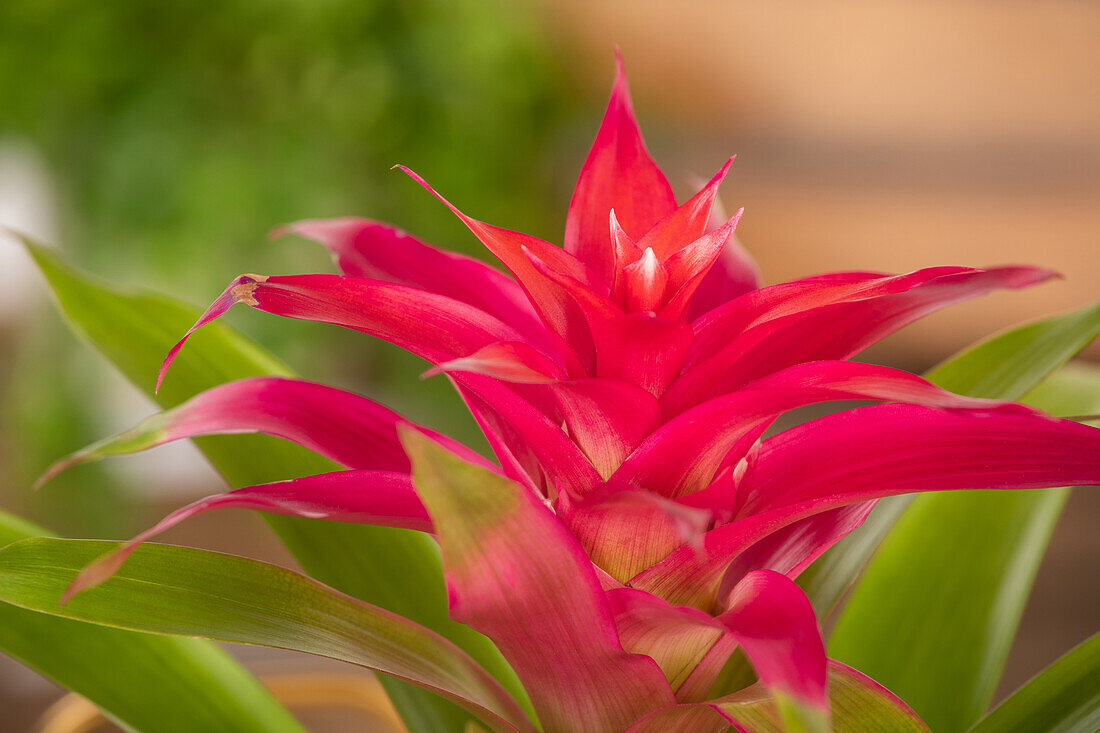 Guzmania, red