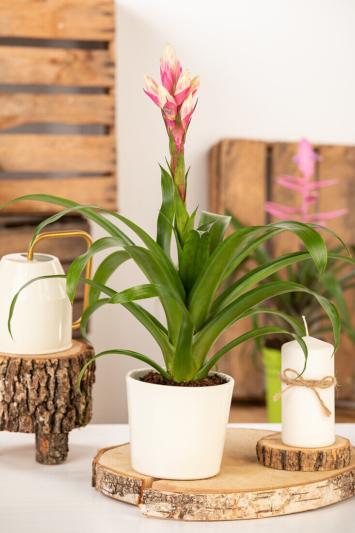 Guzmania 'Candy'