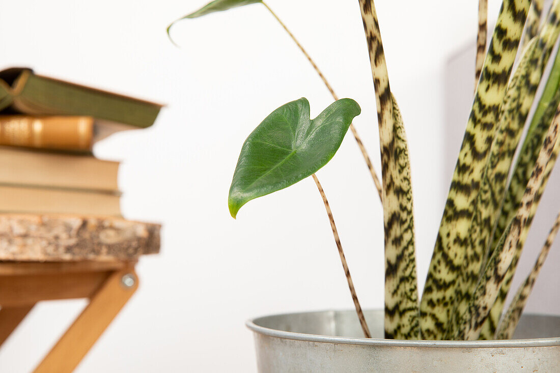 Alocasia zebrina