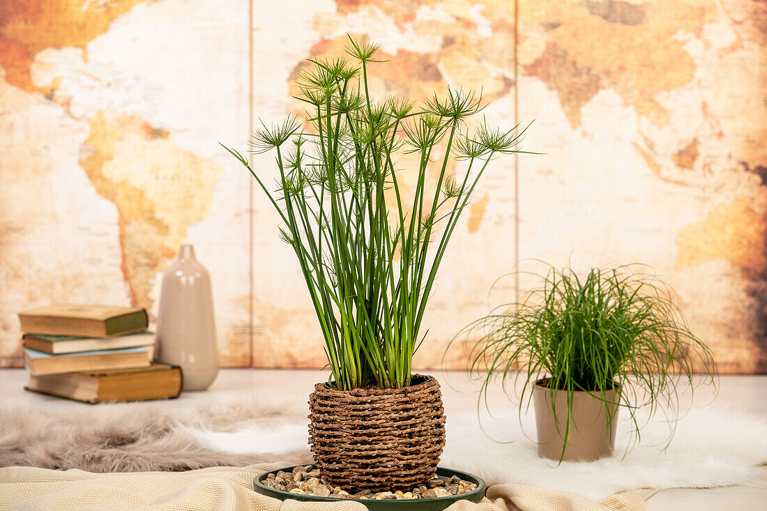 Cyperus haspan