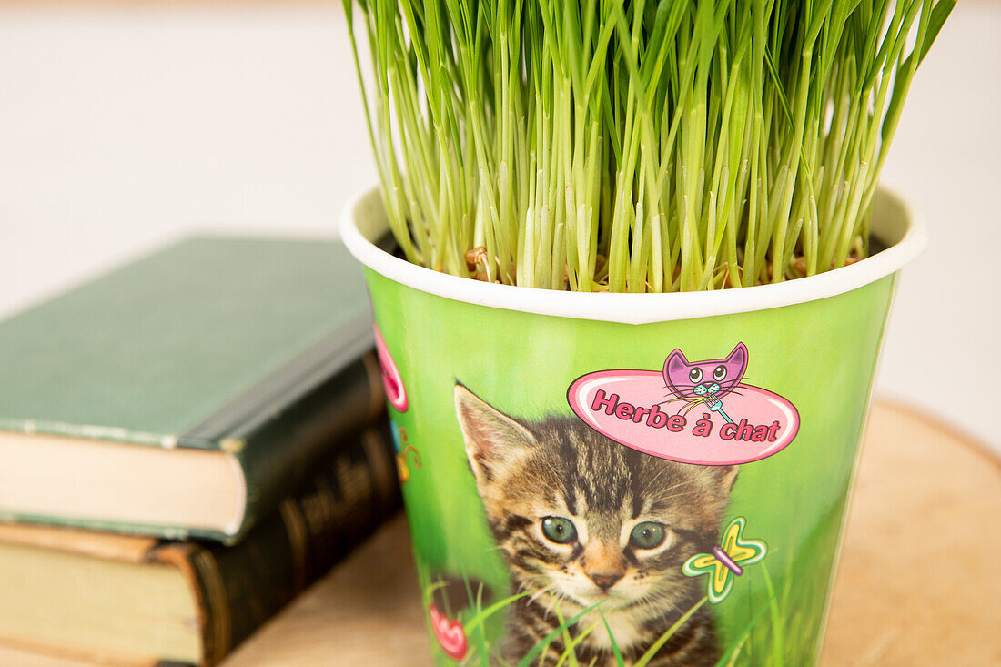 Cat grass