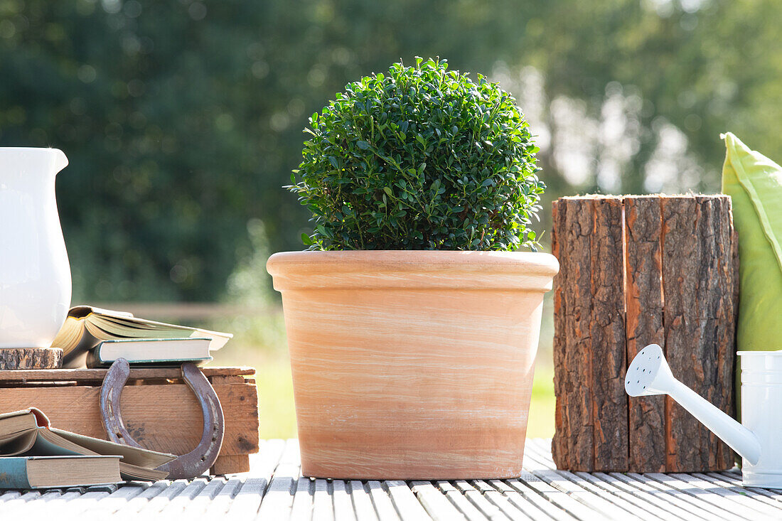 Ilex crenata 'Robustico', Kugel