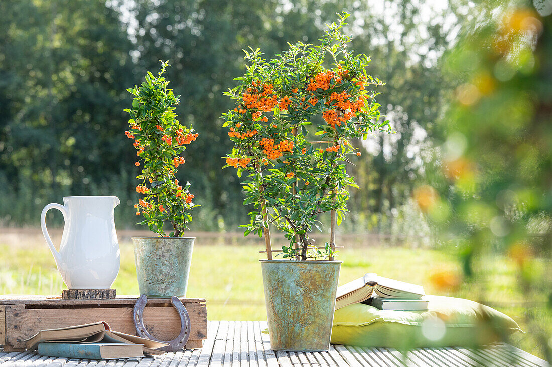 Pyracantha coccinea, espalier