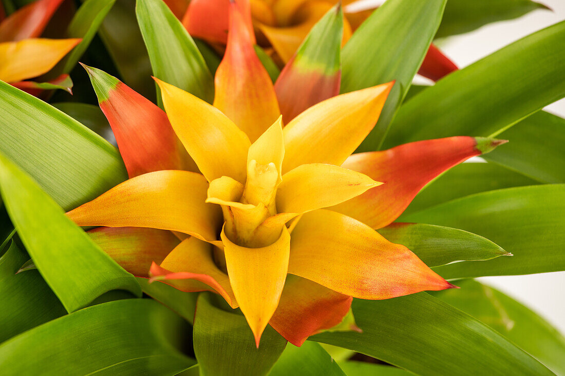 Guzmania, gelb