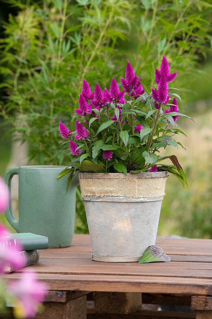 Celosia argentea 'Deep Purple'