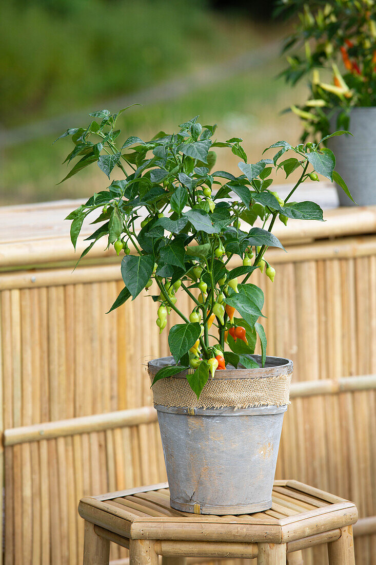 Capsicum chinense 'Drop'