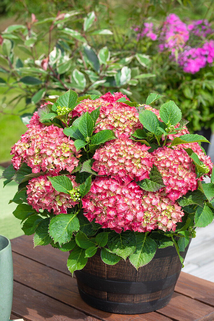 Hydrangea macrophylla, rot