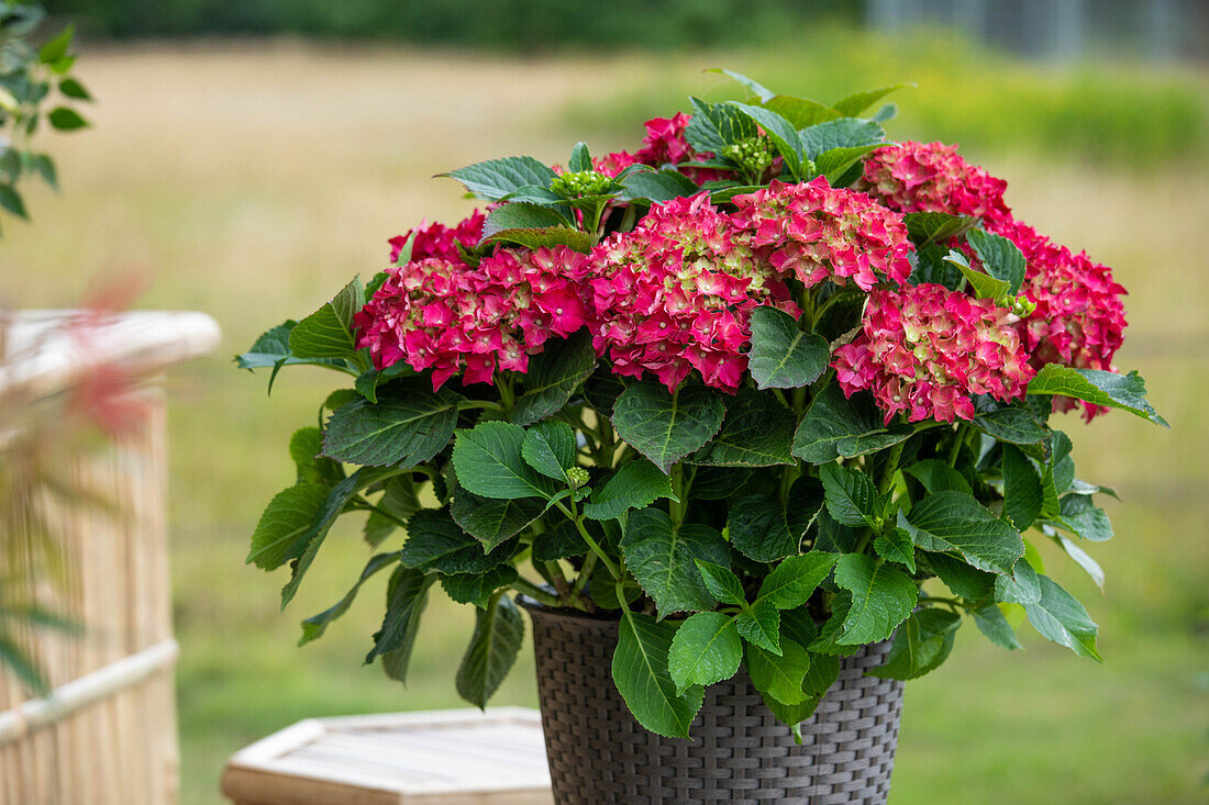 Hydrangea macrophylla, red