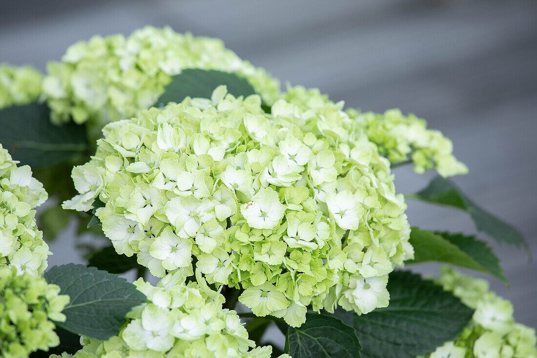 Hydrangea macrophylla, white