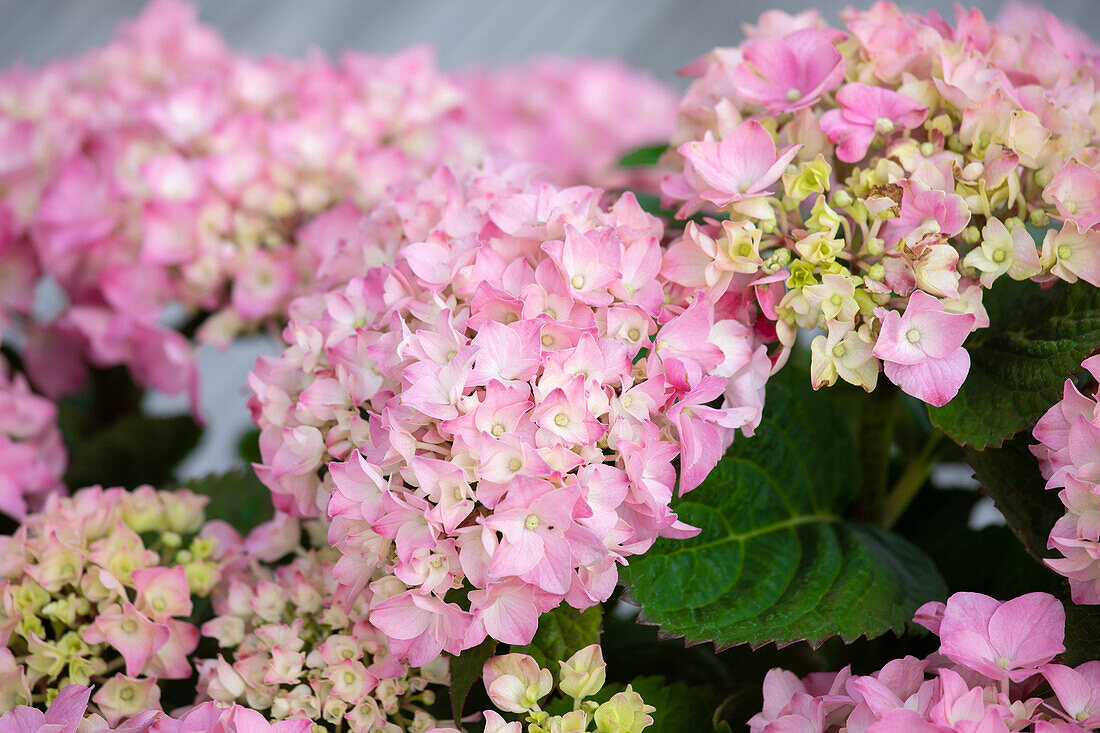 Hydrangea macrophylla, pink