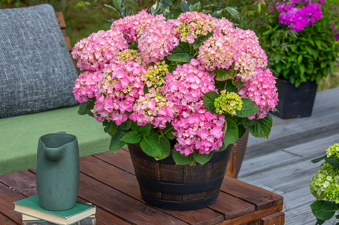 Hydrangea macrophylla, rosa