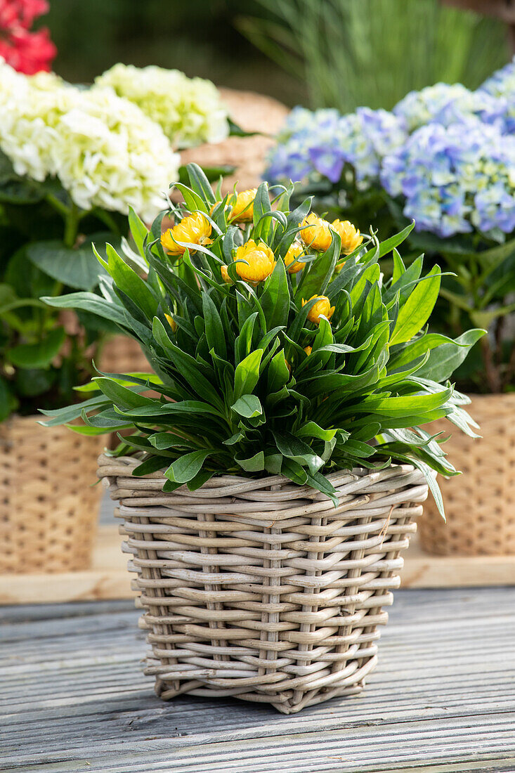 Helichrysum bracteatum, yellow