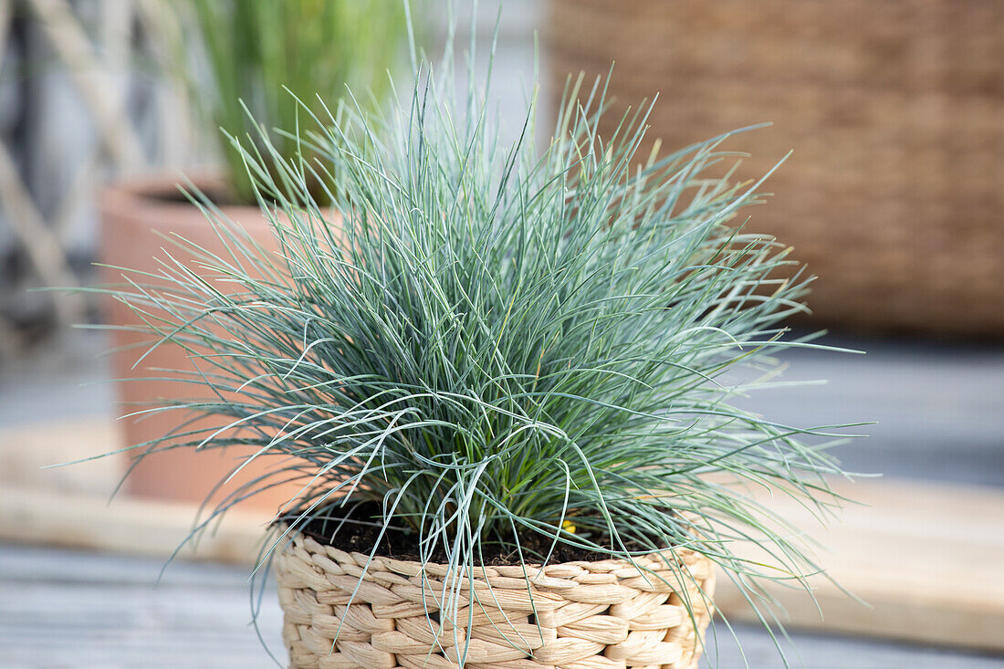 Festuca glauca