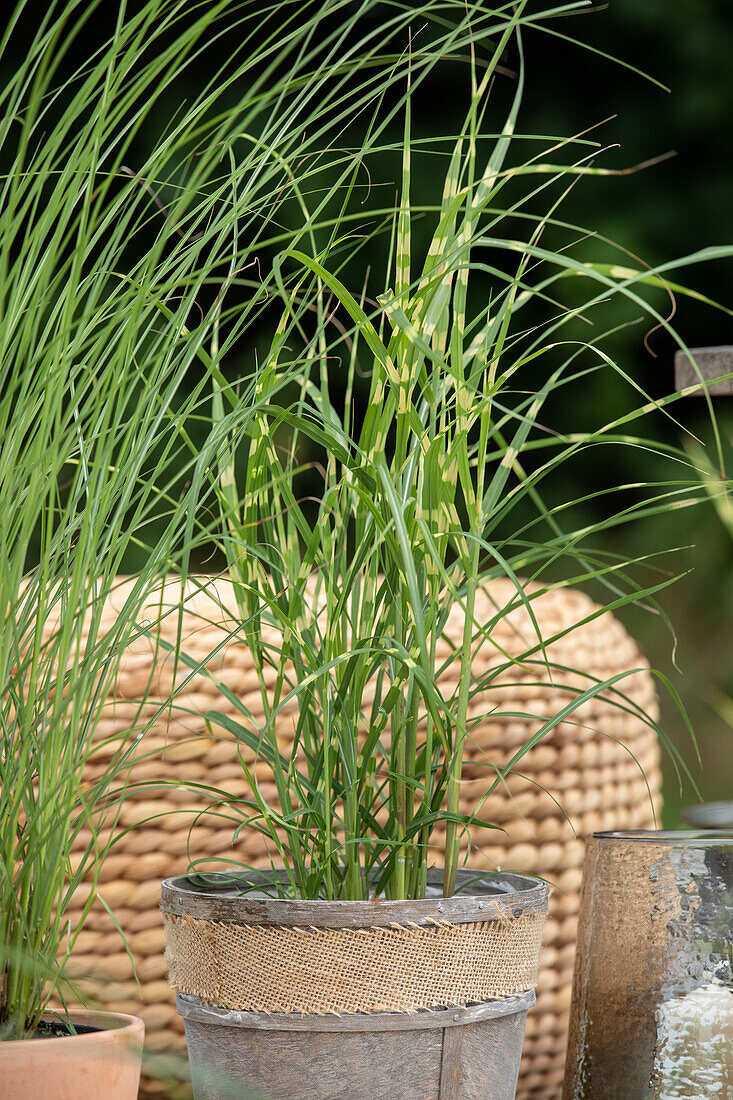 Miscanthus sinensis 'Zebrinus'