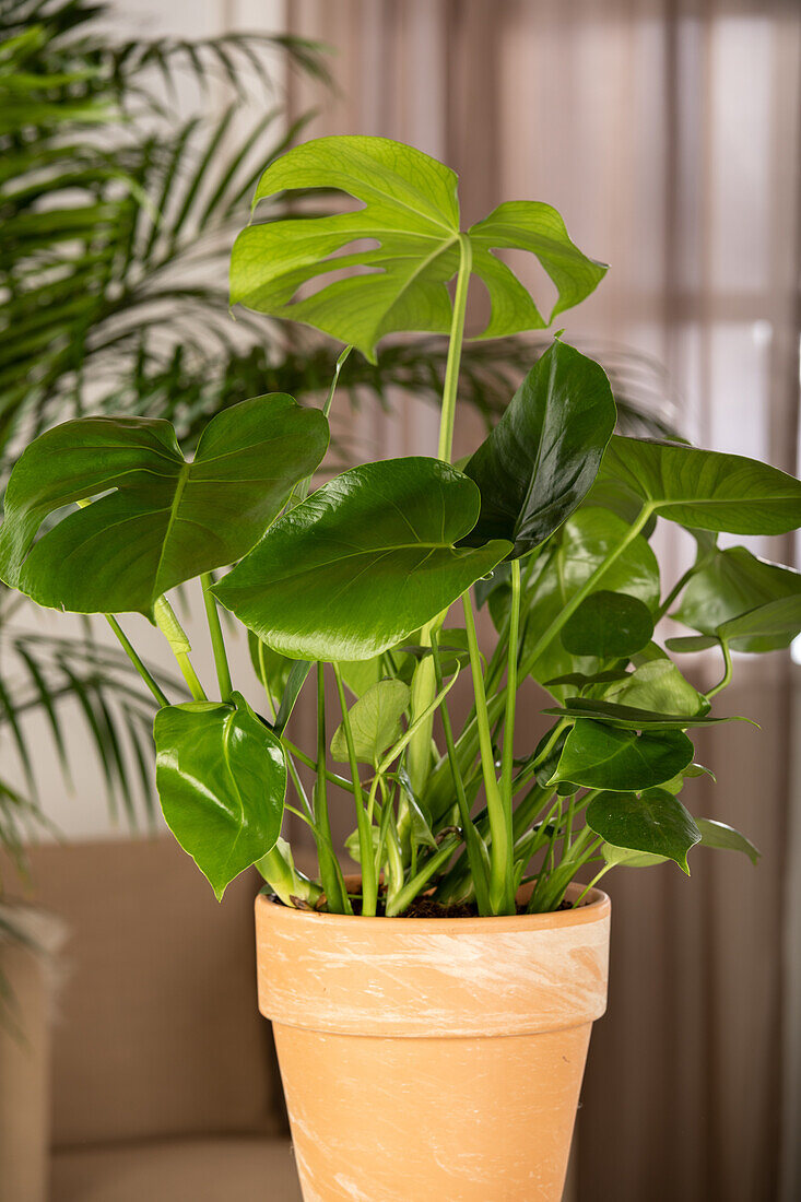 Monstera deliciosa