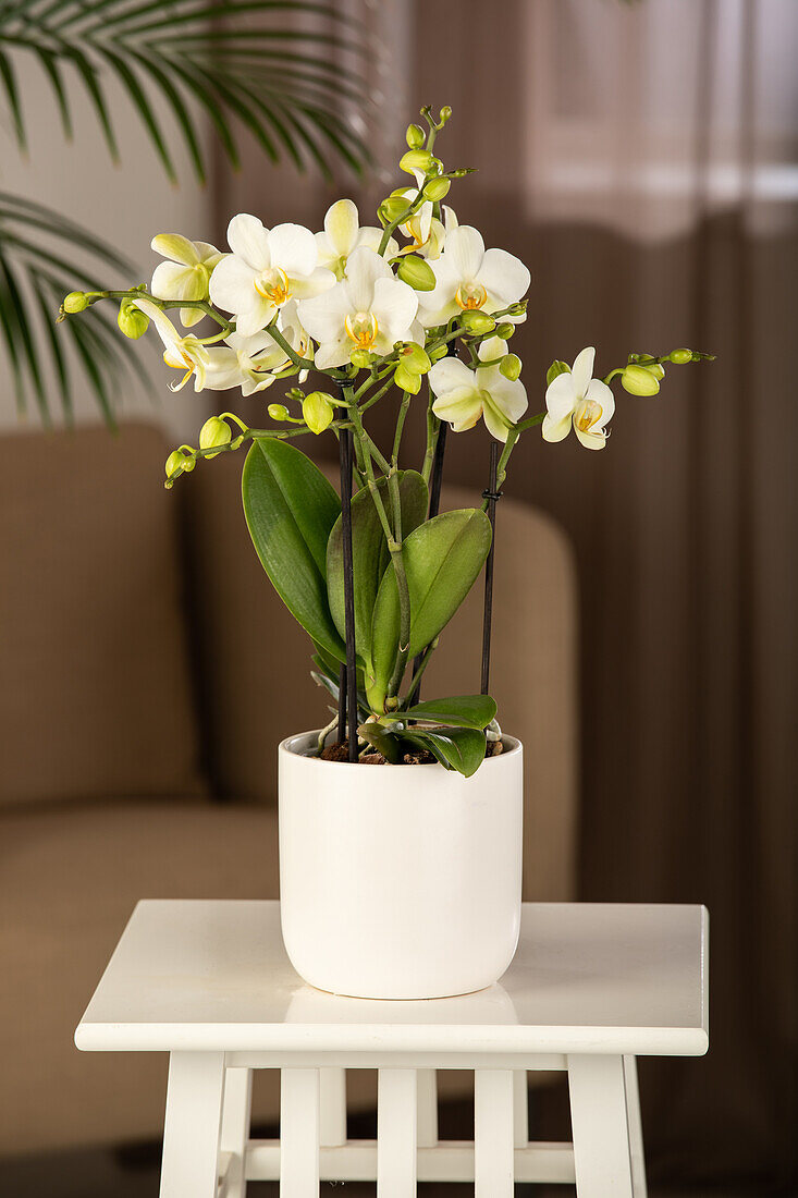 Phalaenopsis 'Boquetto'