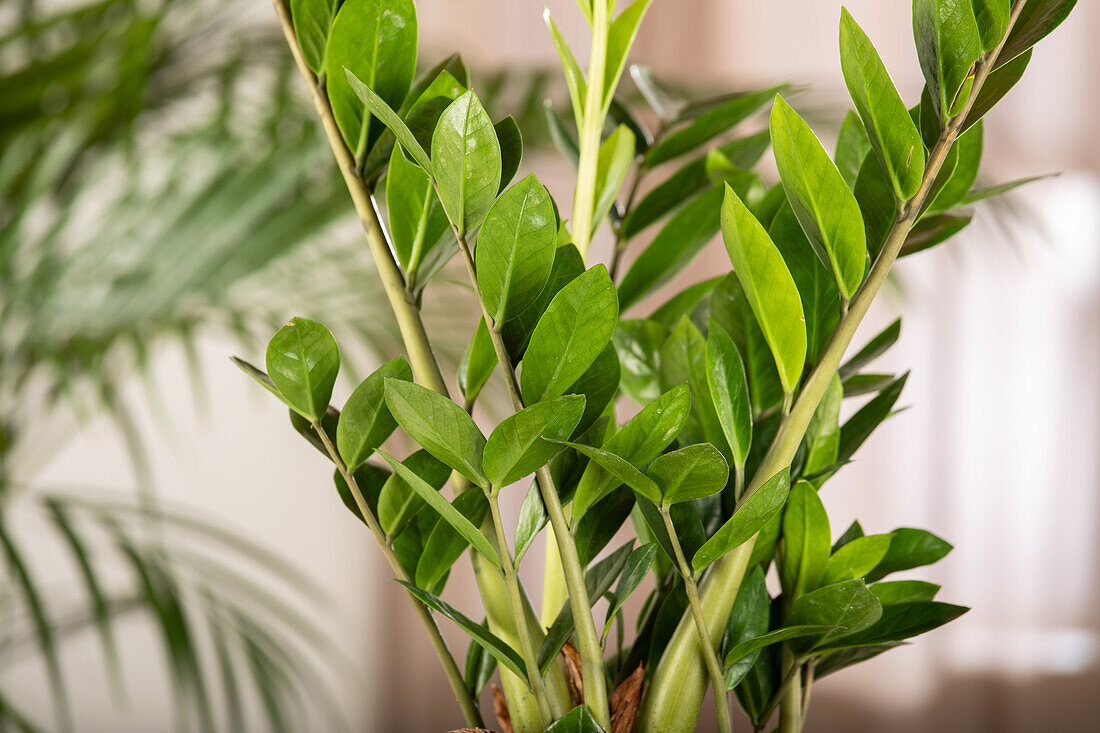 Zamioculcas zamiifolia