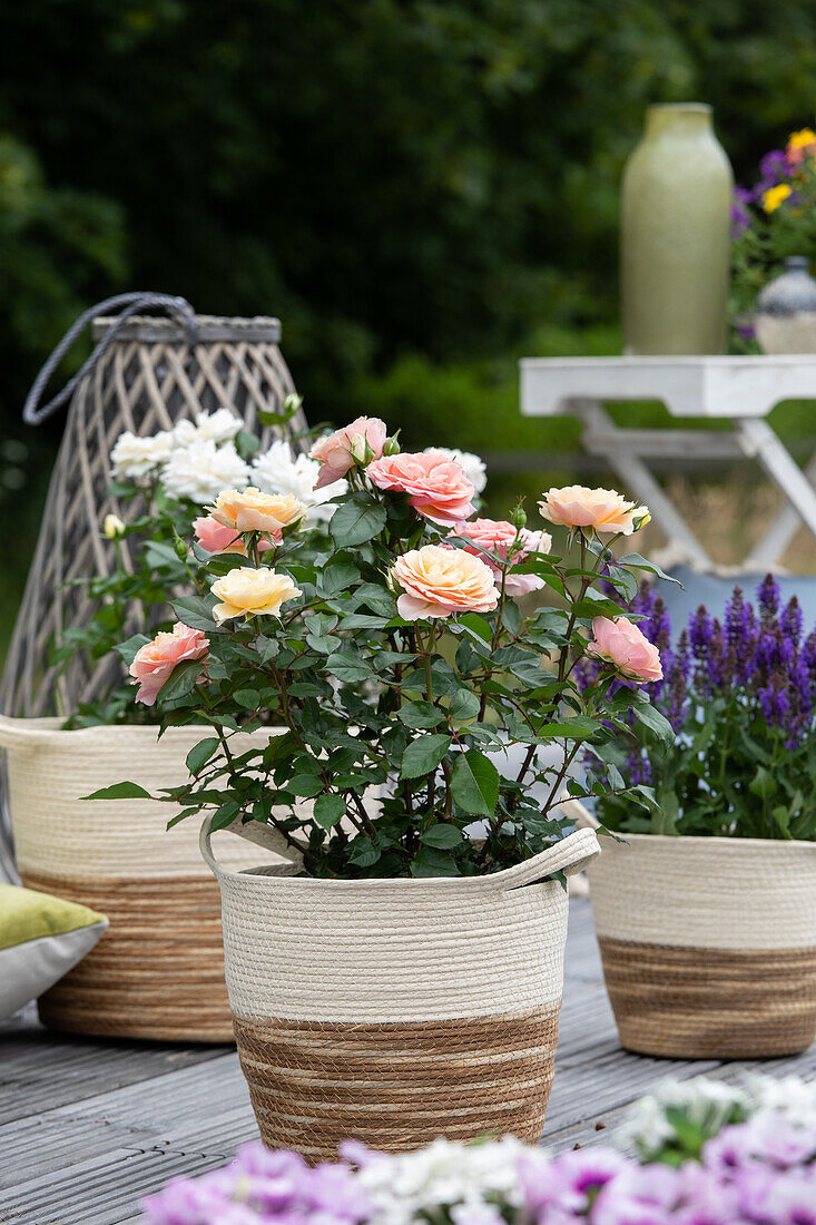 Small shrub rose, salmon pink