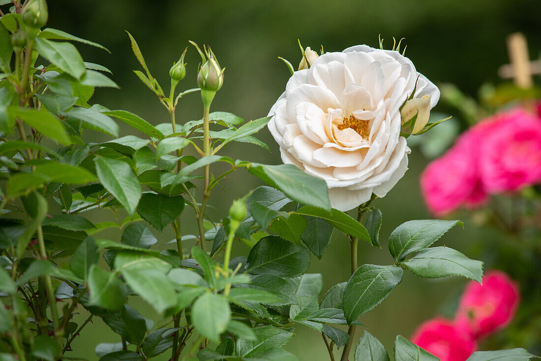 Rosa, weiß