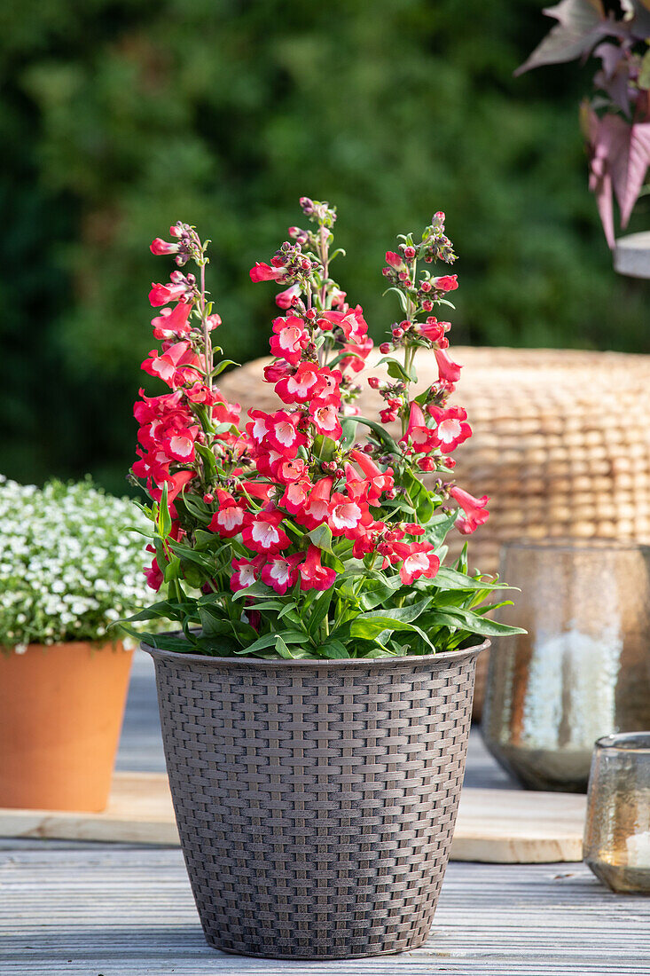 Penstemon, red-white