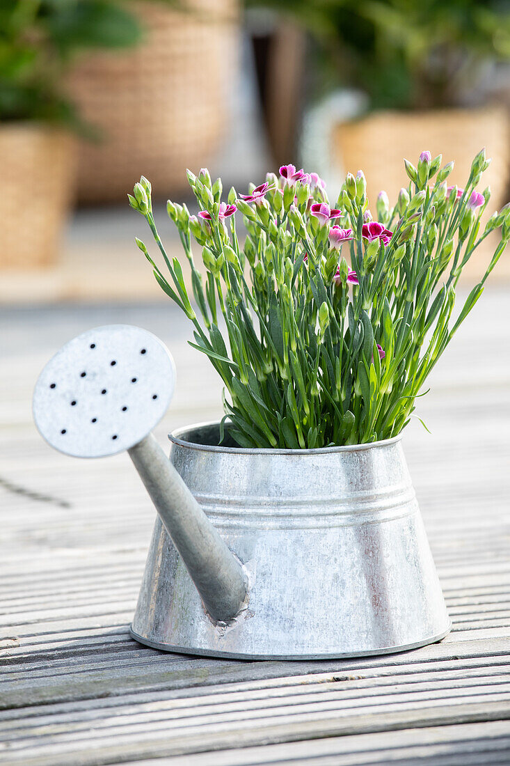 Dianthus 'Pink Kisses'®