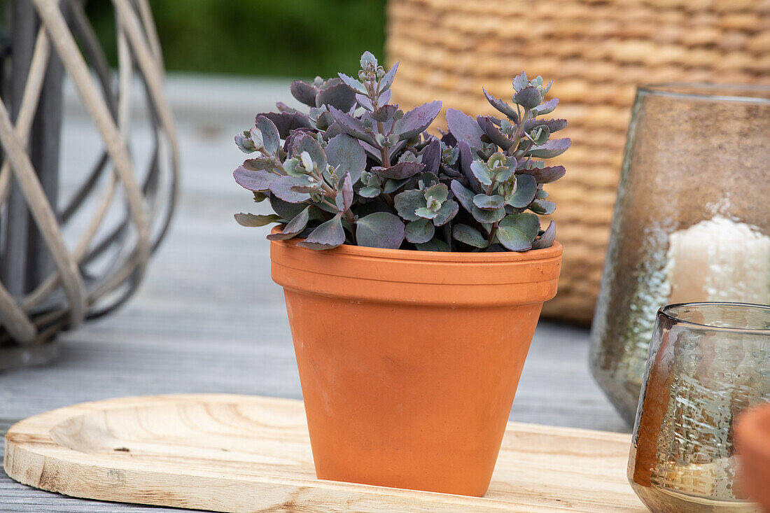 Sedum cauticola 'Red Canyon'