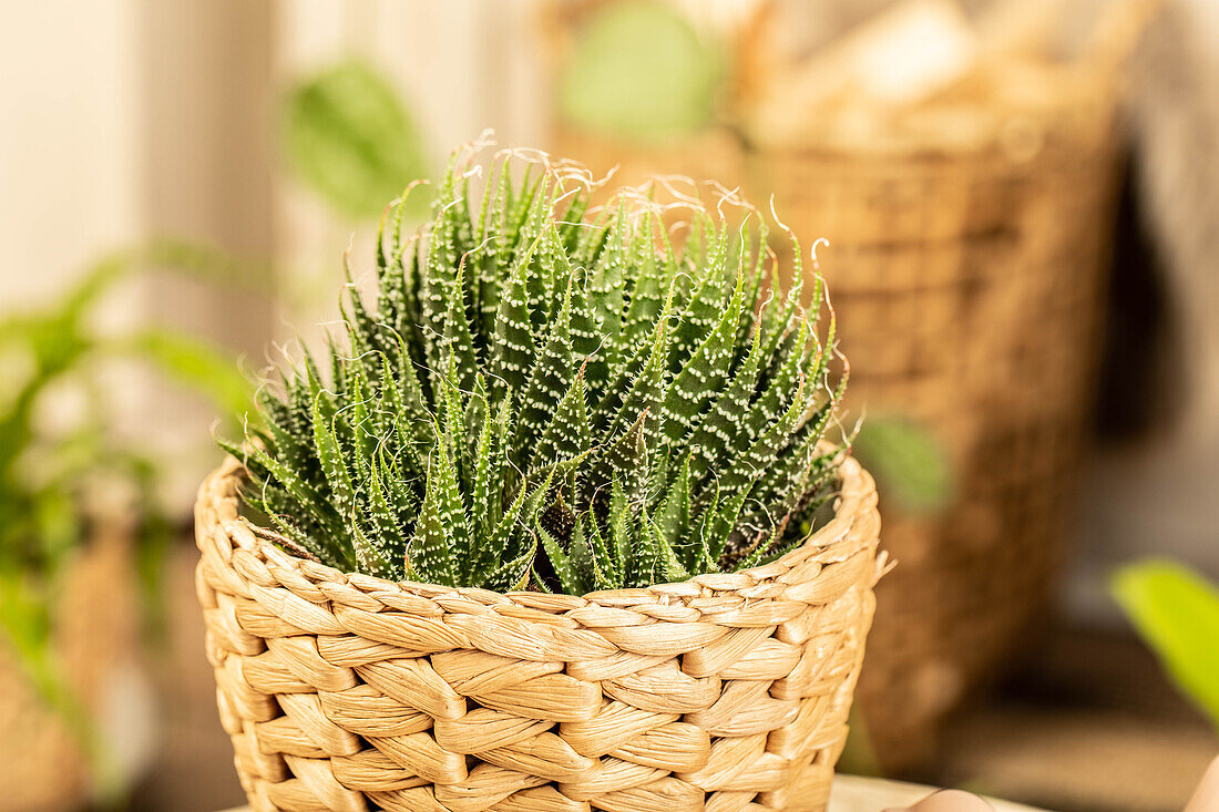 Aloe aristata