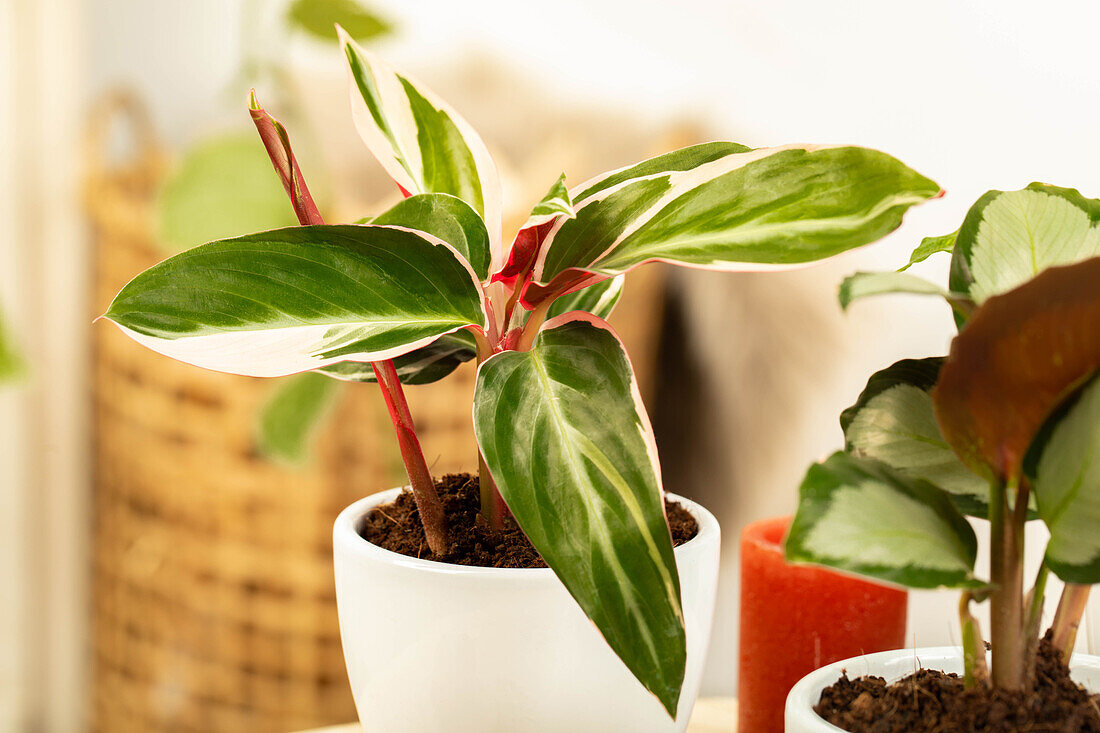 Calathea 'Triostar'