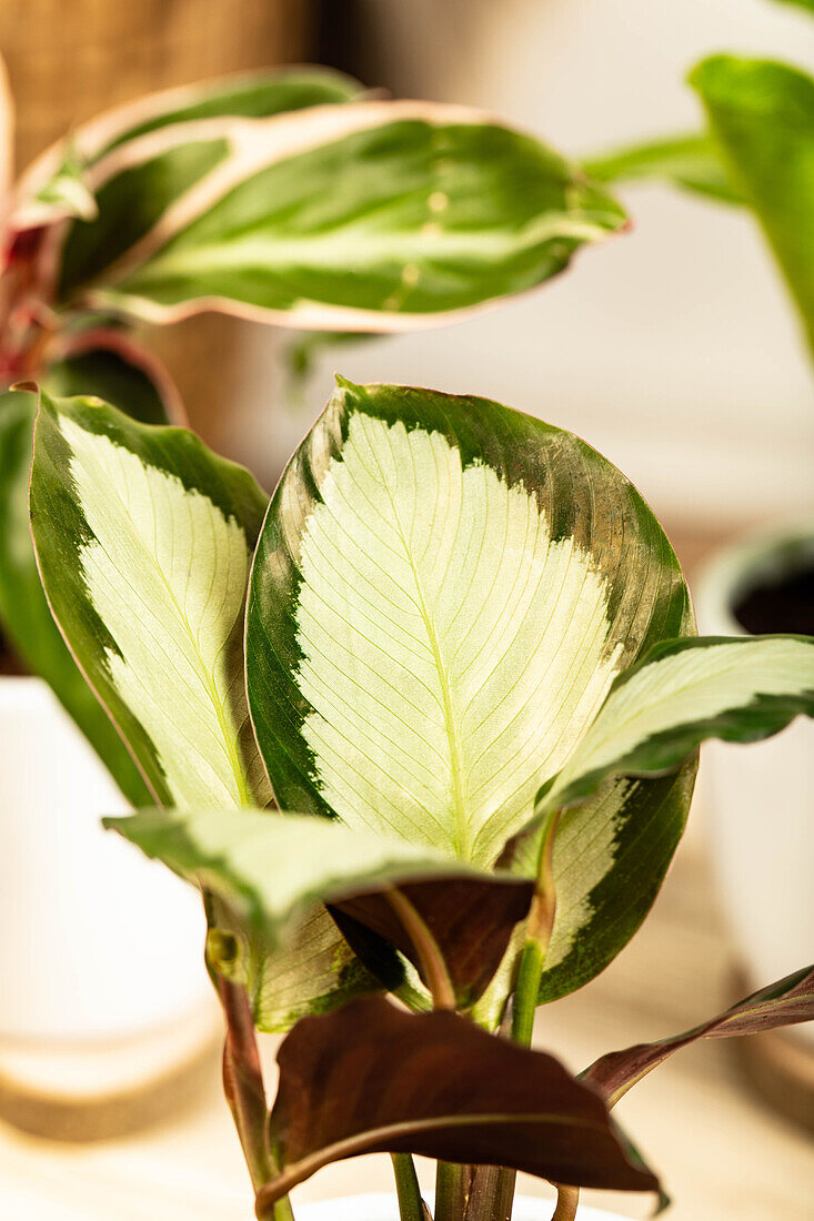 Calathea picturata