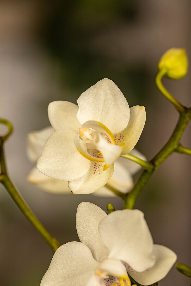 Phalaenopsis Mini