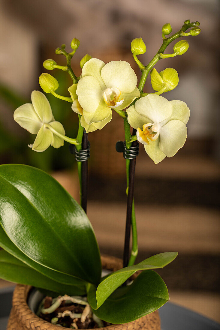 Phalaenopsis, yellow