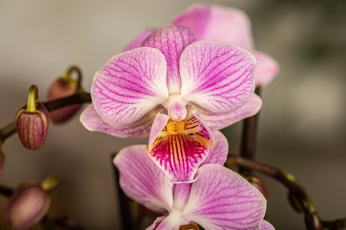 Phalaenopsis Mini