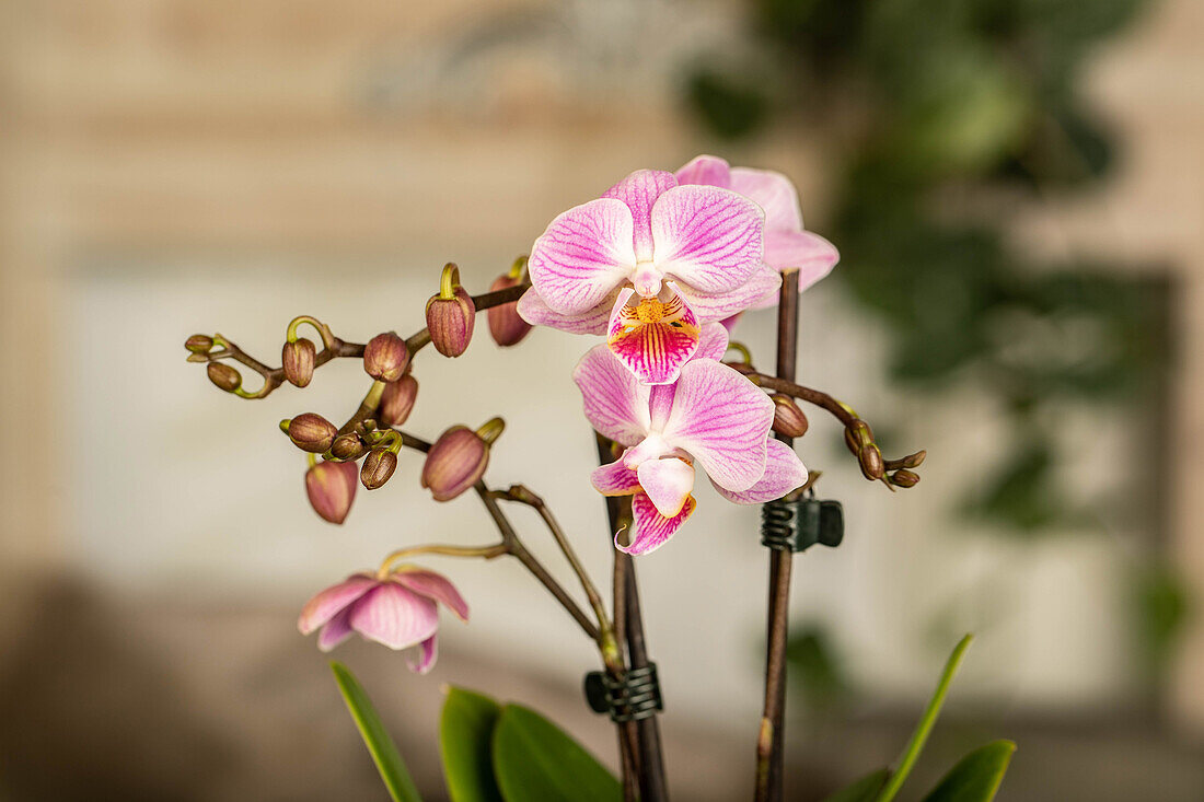 Phalaenopsis Mini