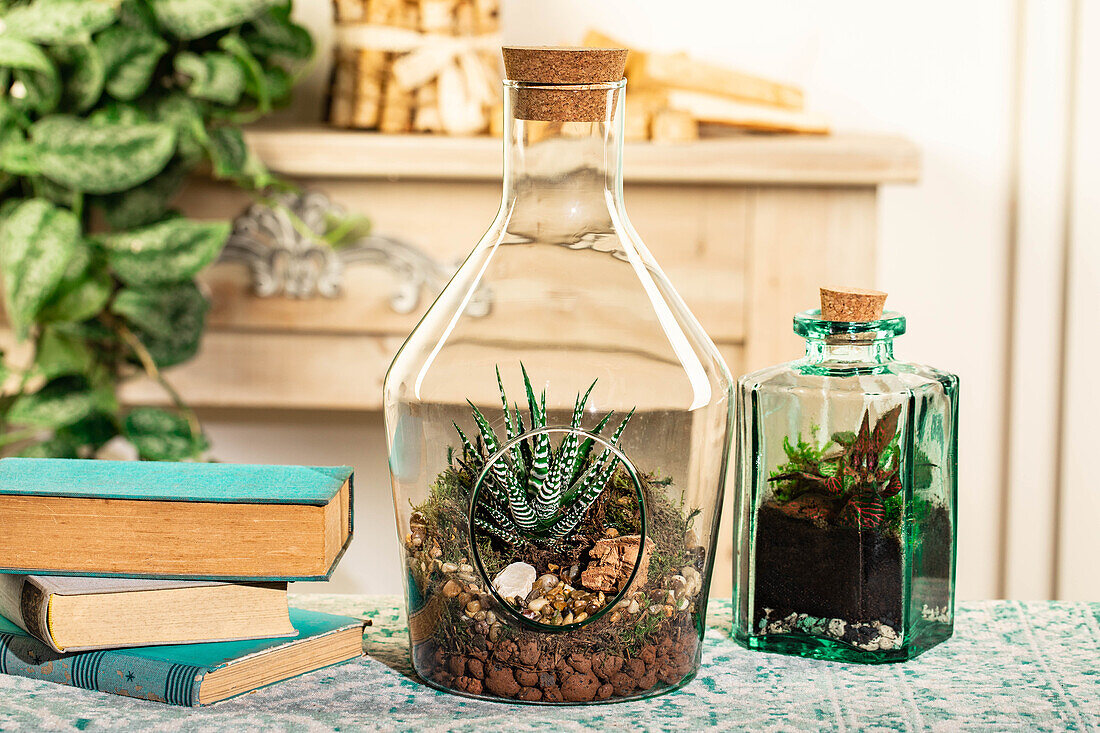 Haworthia fasciata