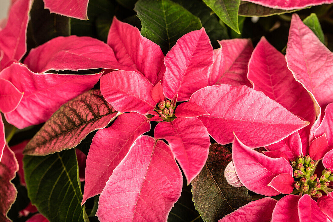 Euphorbia pulcherrima 'Princettia® Dark Pink'