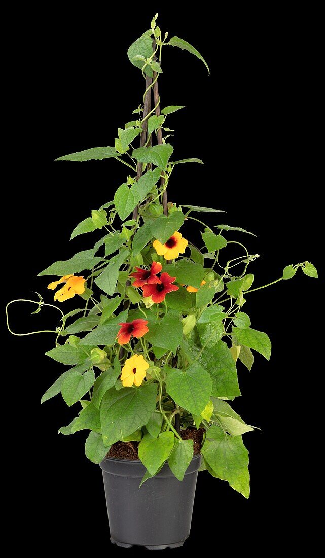 Thunbergia alata, Pyramide