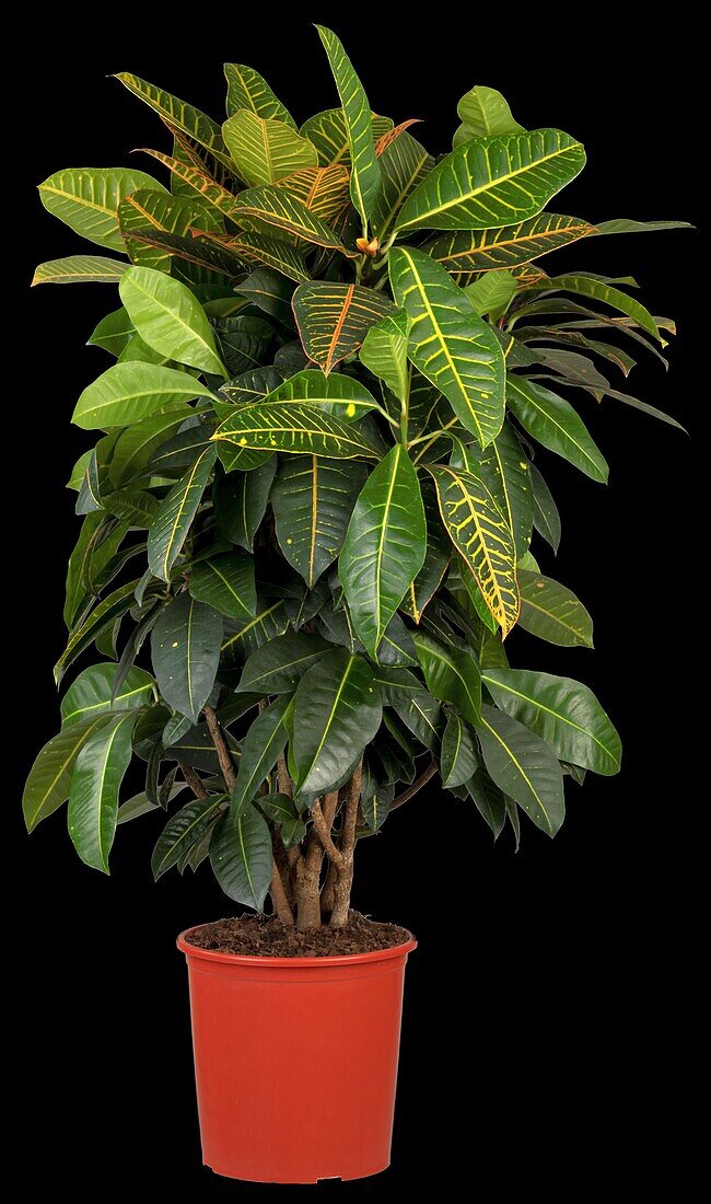 Codiaeum variegatum 'Petra'