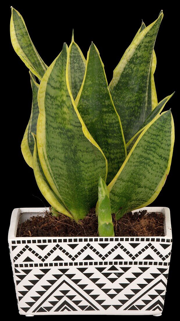 Sansevieria trifasciata var. laurentii