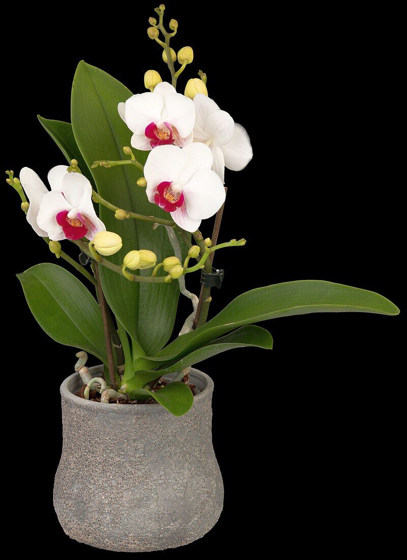 Phalaenopsis Mini