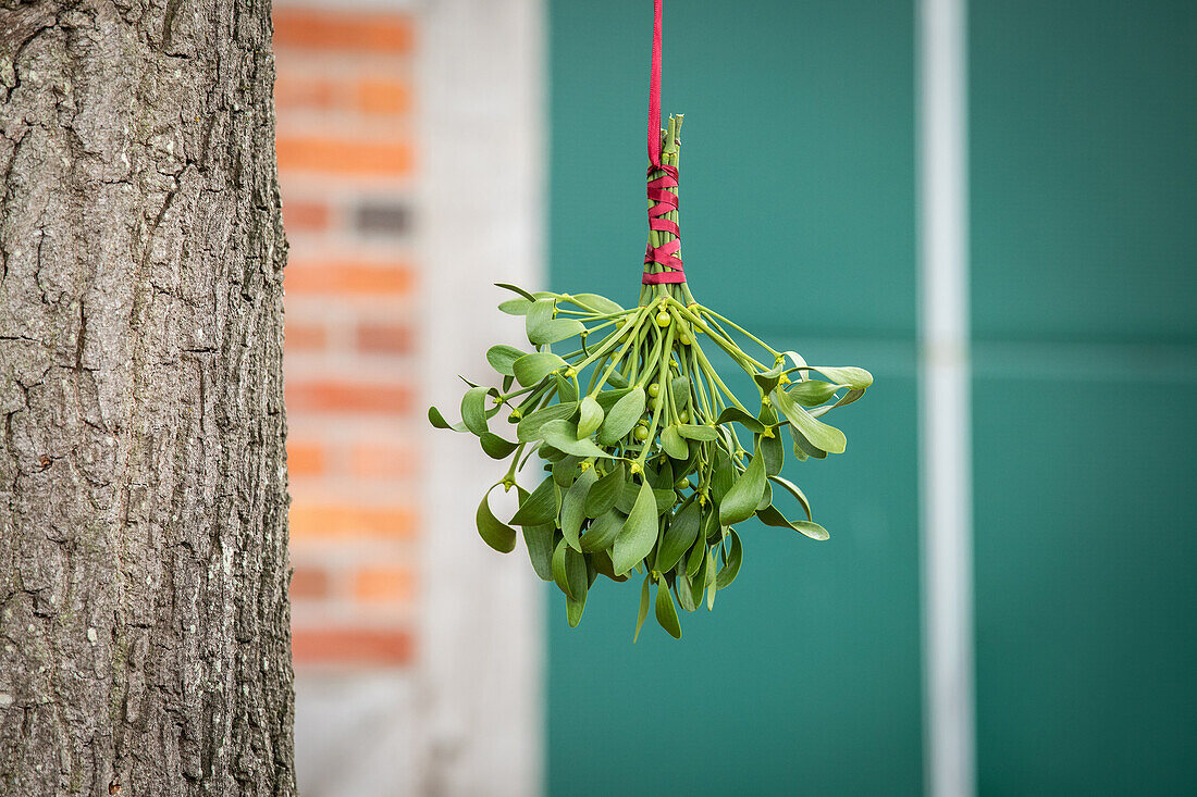 Mistletoe