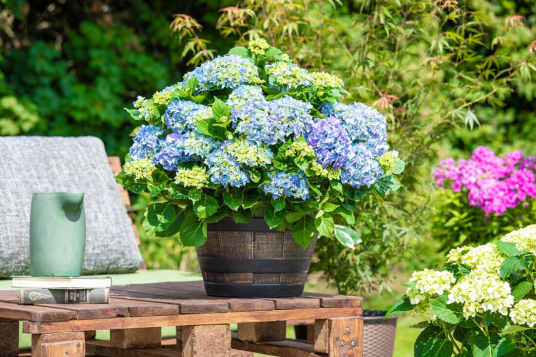 Hydrangea macrophylla, blue