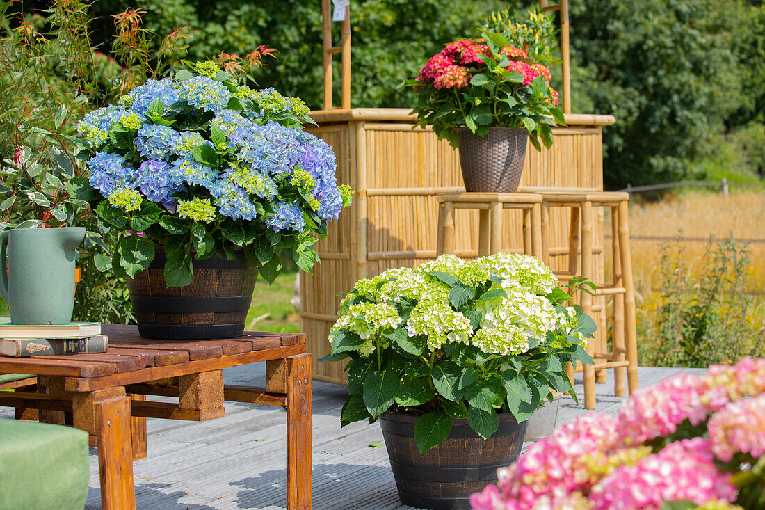 Hydrangea macrophylla